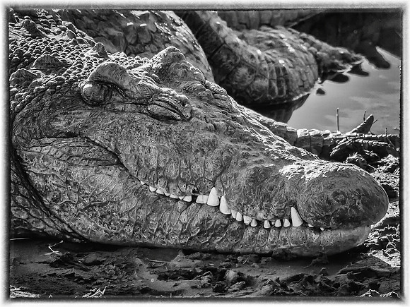 Smiling Croc