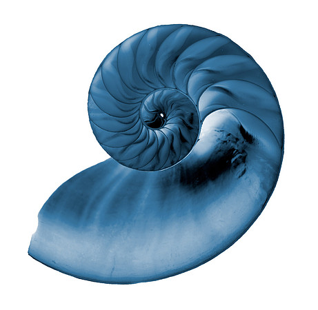 Nautilus Radiograph