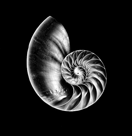 Nautilus Low Key