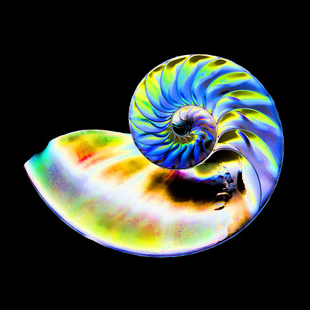"Nautilus - Tone mapped"