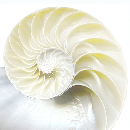 "Nautilus - High Key"