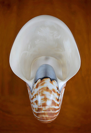 Nautilus Deep Focus