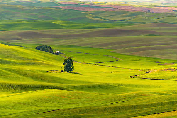 "Green Velvet"