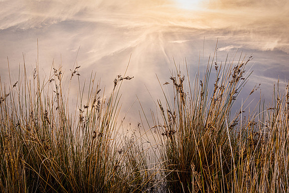 "Tidal River Reflections IV"