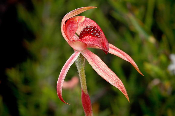 "Wild Spider Orchid"