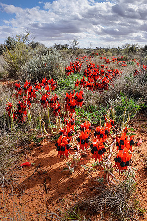 "Sturt's Desert Pea"