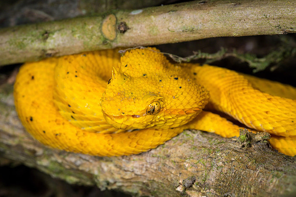 Eyelash Pit Viper