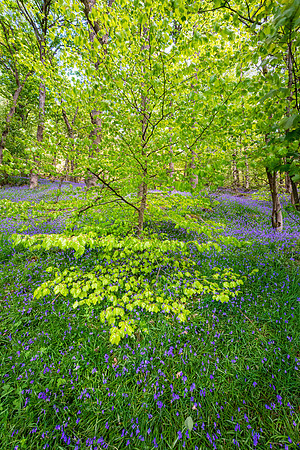 Froggatt Edge, Peak District