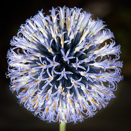 "Southern Globe Thistle"