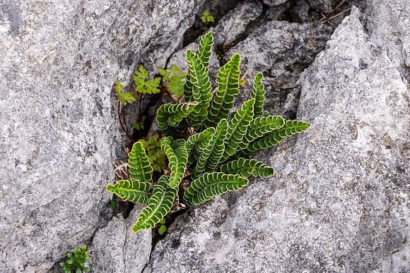 The Burren