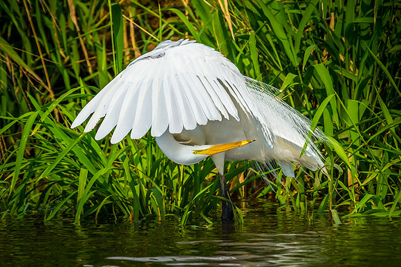 Great Egret