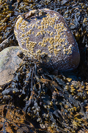 Seaweed and Barnacles