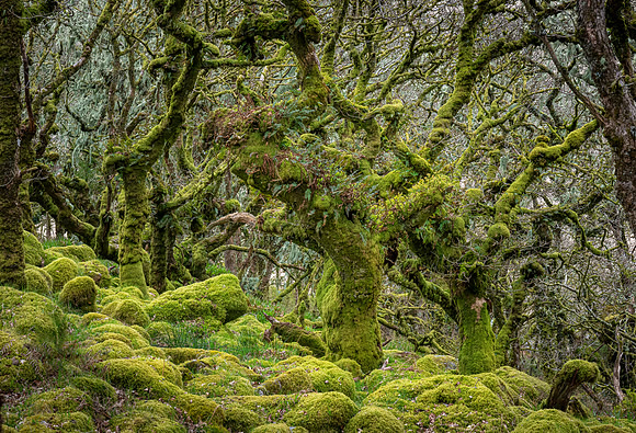 Wistman's Wood