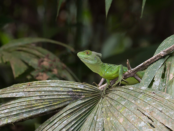 Emerald Basilisk