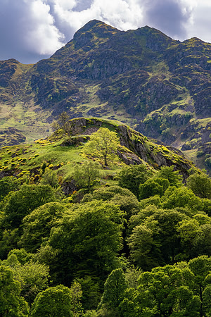 Trees 2, Kenmore, Perthshire