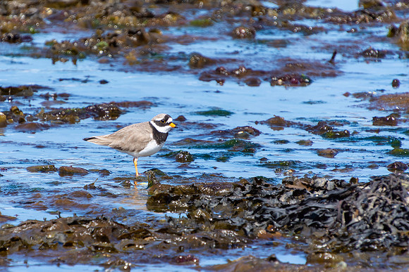 Ringed Plover Tokavaig, Skye