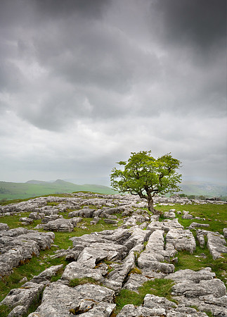 Lome Hawthorn Tree, Yorkshire Dales