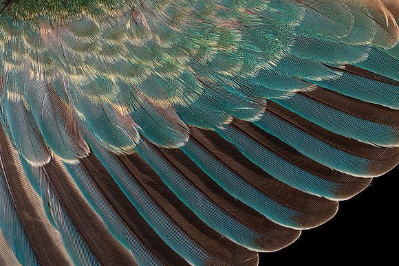 Flights of Beauty:  Sacred Kingfisher