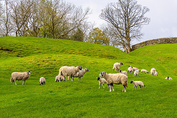 Yorkshire Dales Sheep