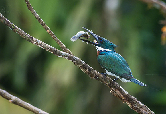 Amazon Kingfisher
