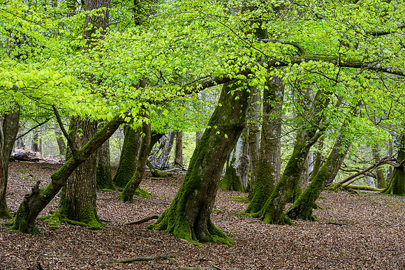 New Forest, Spring