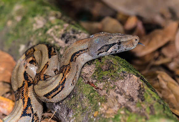 Boa Constrictor