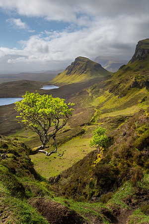 Quiraing Tree, Skye