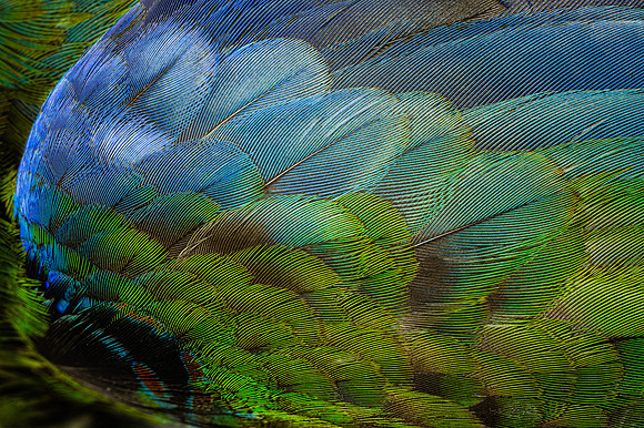 Flights of Beauty: Crimson Rosella (Juvenile)
