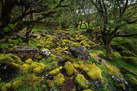 Fairy Glen Wood 2, Skye