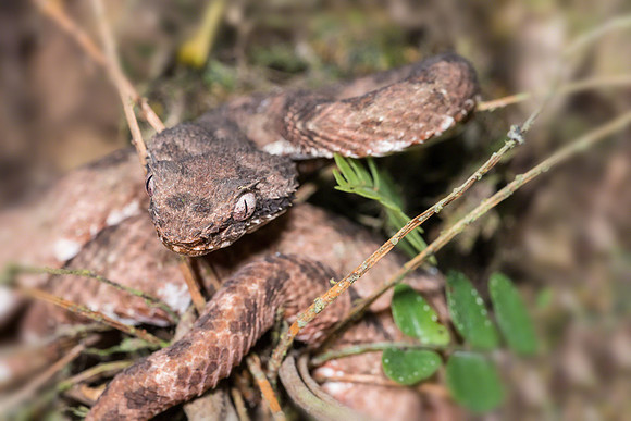 Eyelash Pit Viper