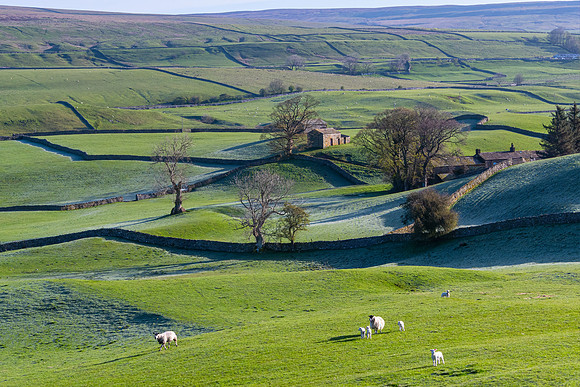 Wensleydale