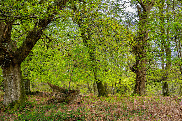 New Forest, Spring