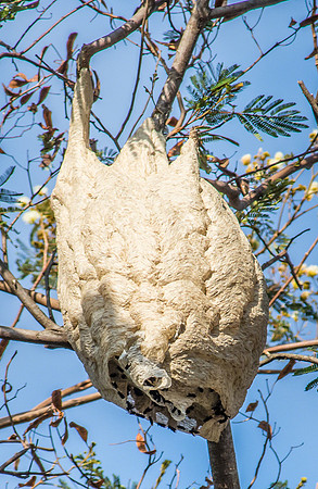 Native Wasp's Nest