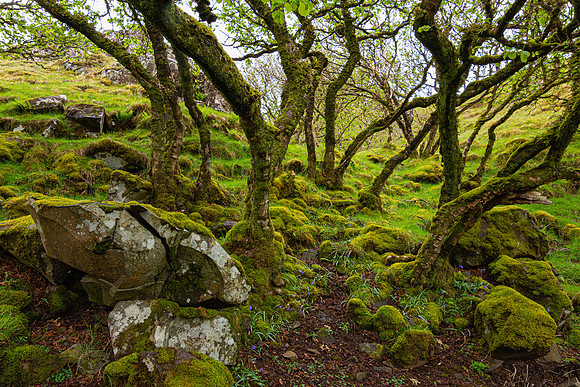 Fairy Glen Wood 3, Skye