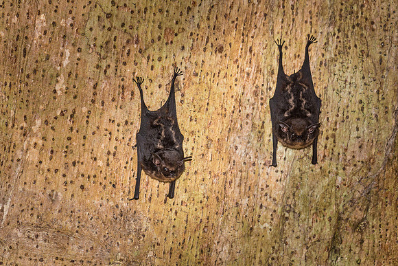 Long-nosed Bat