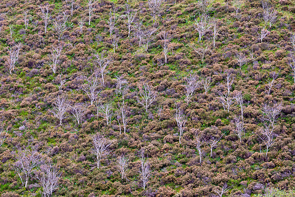 Trees, Cad West