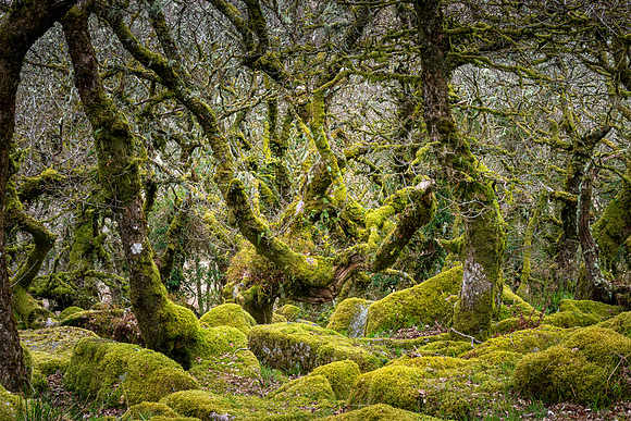 Wistman's Wood