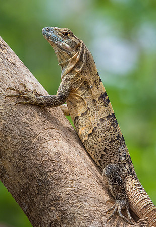 Black Iguana