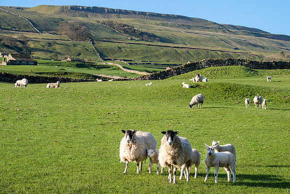 Wensleydale