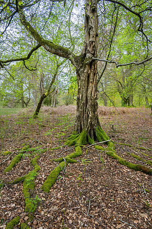New Forest, Spring