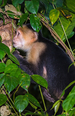 White-faced Capuchin Monkey