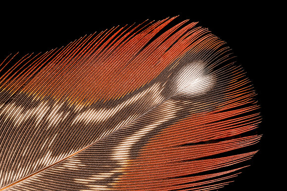 Flights of Beauty: Temminck's Tragopan I