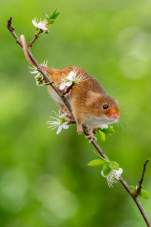 Harvest Mouse