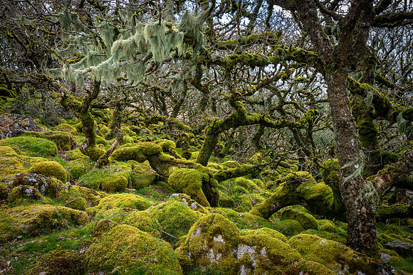 Wistman's Wood