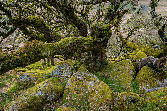 Wistman's Wood