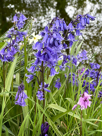 Sissinghurst