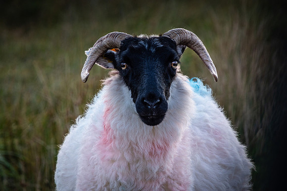Connemara Sheep