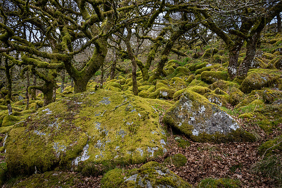 Wistman's Wood
