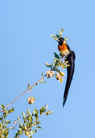 Long-tailed Paradise Whydah