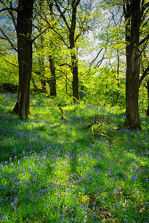 Waterfalls Walk Park, Yorkshire Dales